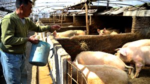 Chinese boeren kweken megavarkens om veeteeltsector te redden