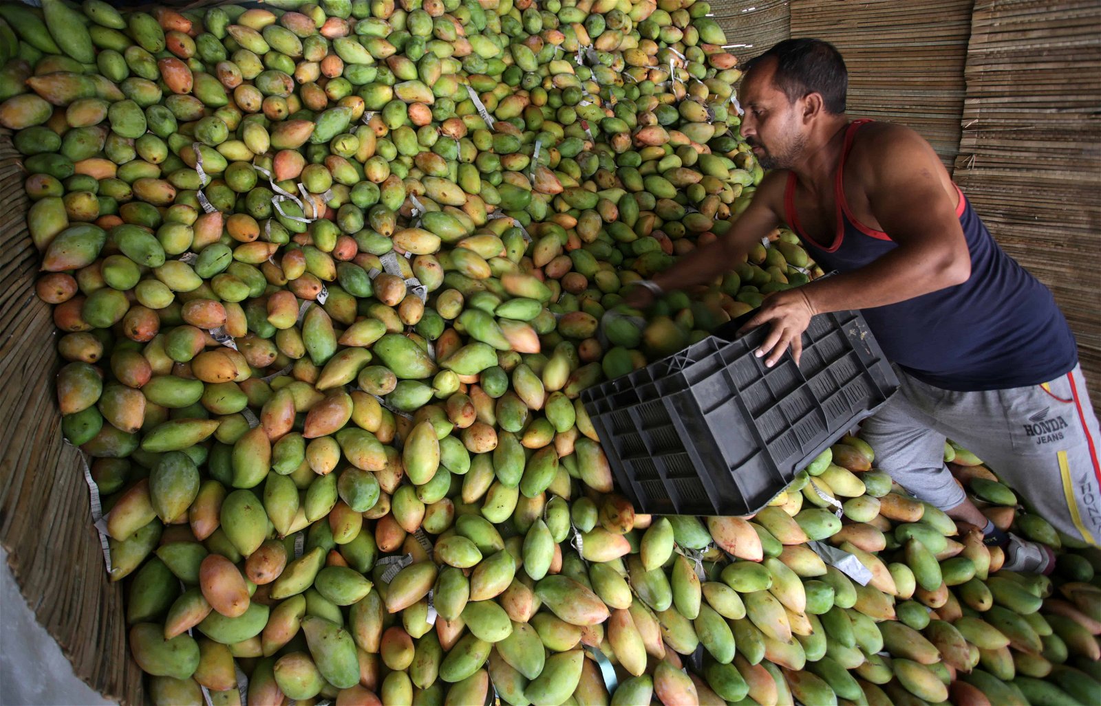 Een man graait in een massa mango's, terwijl hij een bak vasthoudt.