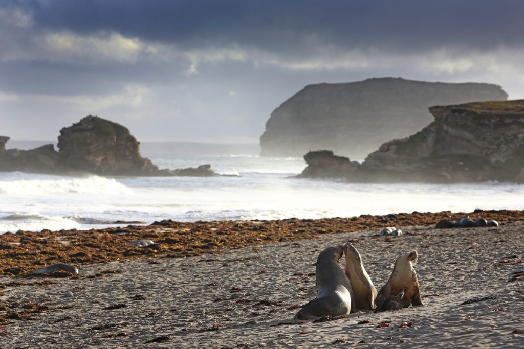 Greet Deep South van Australië - Seal Bay