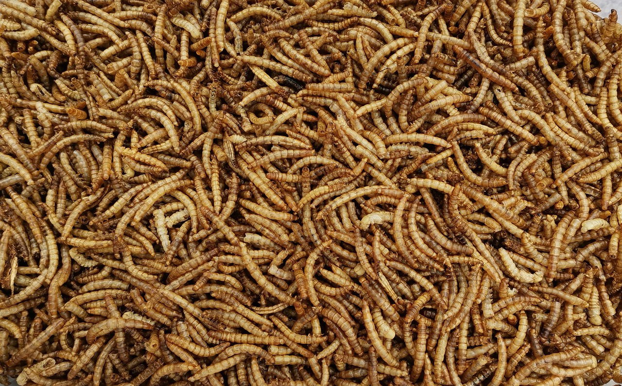 Insectes dans le pain : l'UE mise sur des sources de protéines durables