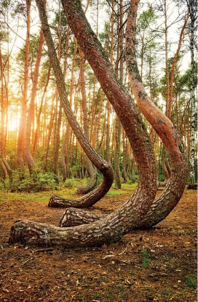 Krom bos, Gryfino (Polen)