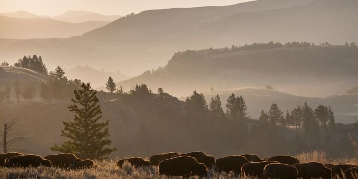 bison-herd-wood nature