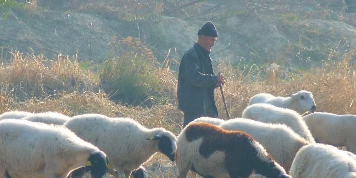 sheep farmer man free picture