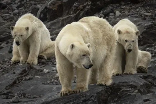 Polar bears face increased risk of disease