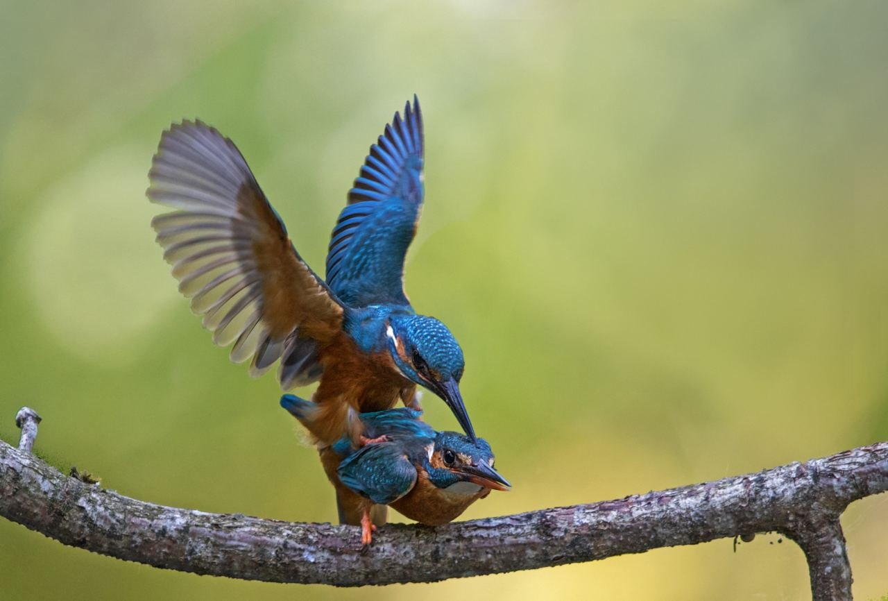 Dieren uit de kast afbeelding