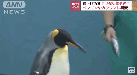 pinguin goedkope vis