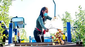 Fruit, aardappelen en graan: Belgische oogsten lijden onder slecht weer