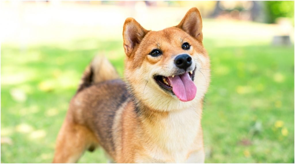 Een schattige Shiba Inu, het hondje dat zijn imago leent aan verschillende mememunten