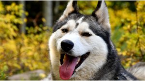 Cryptomunt HUSKYX steeg op 1 dag met 67.000 procent maar vertoont kenmerken van fraude