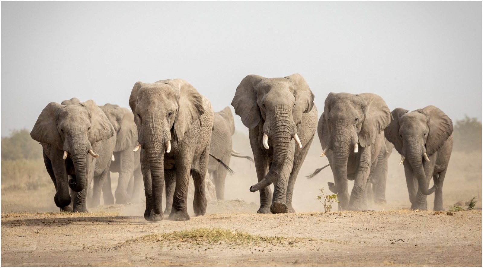 Des Scientifiques Veulent Relâcher Des éléphants En Europe Pour Sauver ...