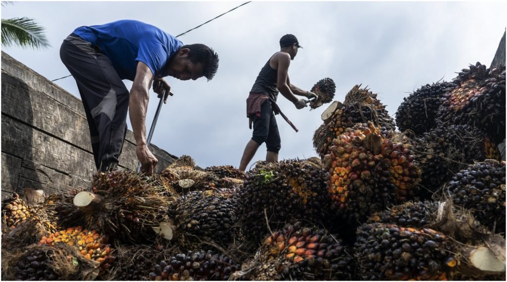 Indonésie : de la guerre en Ukraine à une interdiction de l'exportation  d'huile de palme
