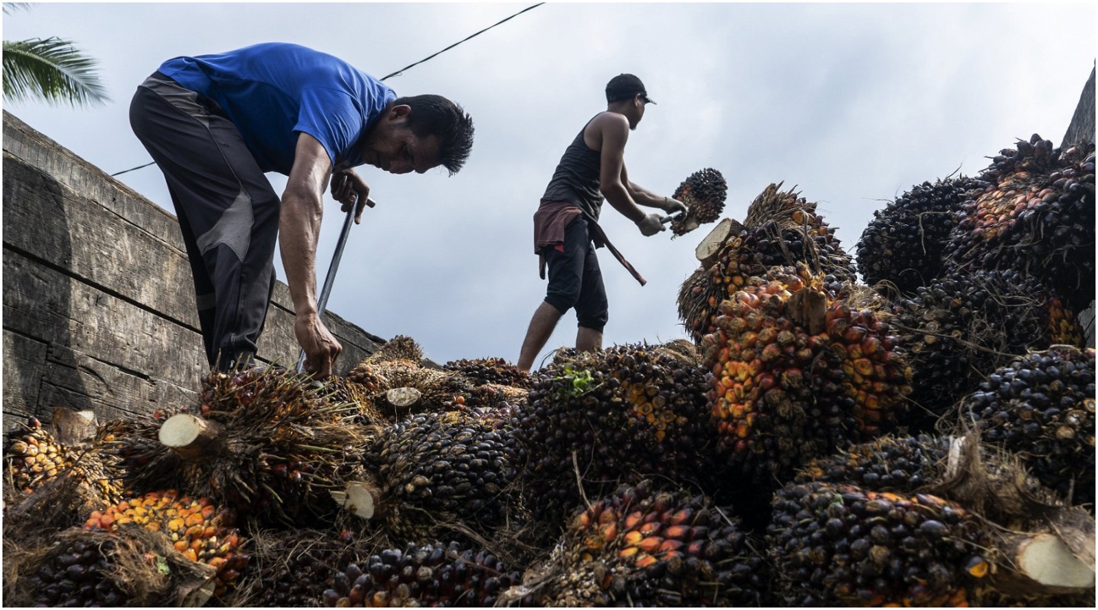 Indonesia berhenti mengekspor minyak sawit: Para ahli memprediksi kenaikan harga pangan di seluruh dunia
