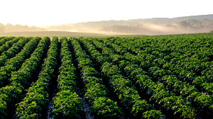 La Russie est confrontée à une grave pénurie de pommes de terre