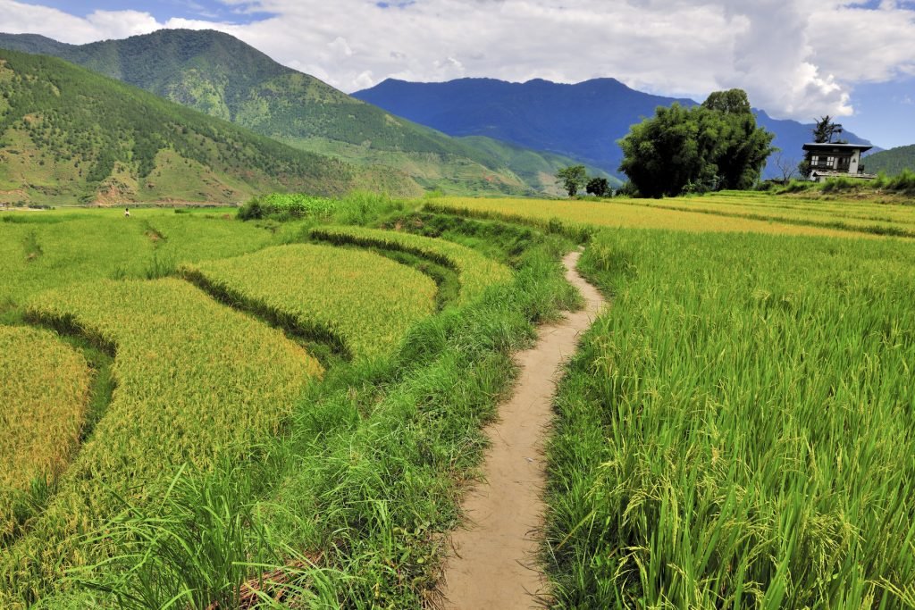 Bhutan - Phunaka Rice Fields