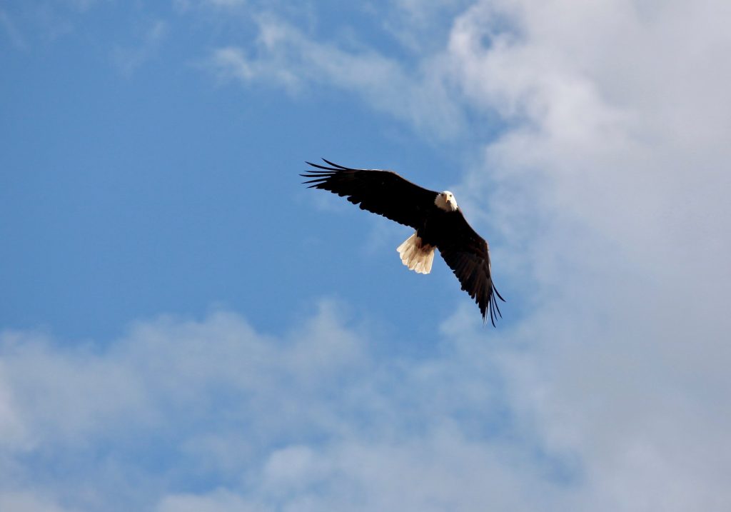Op roadtrip door Amerika's vergeten staten - American Bald Eagle