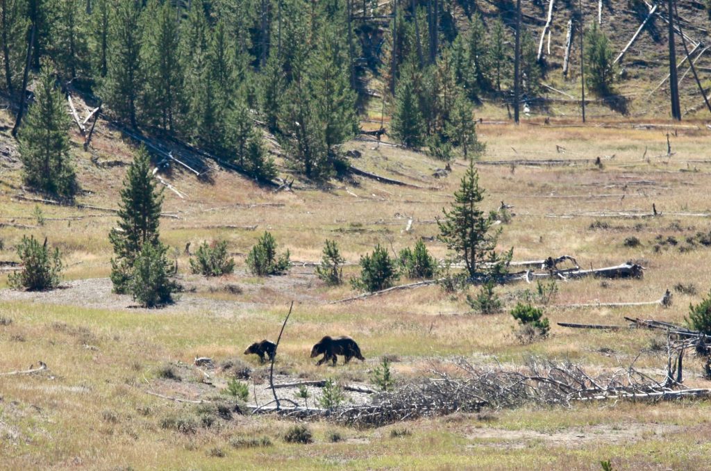 Op roadtrip door Amerika's vergeten staten - bruine beer
