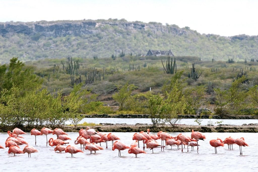 Curaçao - Flamingos