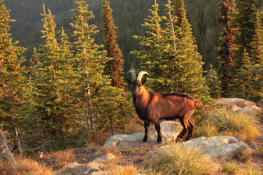 Op roadtrip door Amerika's vergeten staten - Shorty Peak