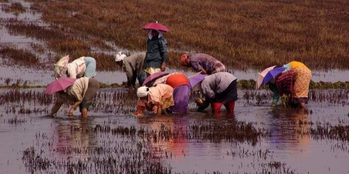 Rice field worker women china f