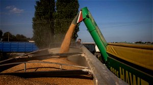 Graanprijs zakt terug naar niveaus van voor de oorlog in Oekraïne. “Maar of brood en croissants weer goedkoper worden, is zeer de vraag”