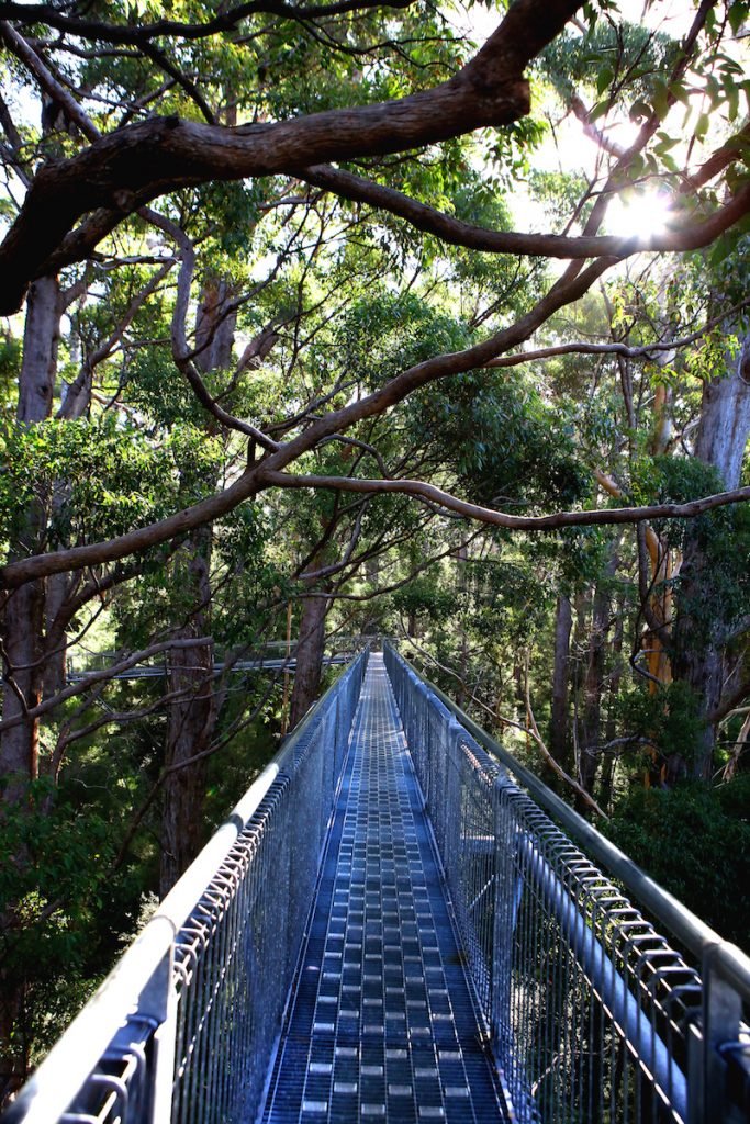 Zuidwest-Australië - Tree top walk