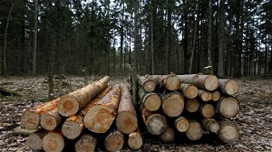 Leidt houtstof lignine tot ‘groene’ olie? Vlaanderen lanceert proefbedrijf