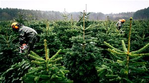 Ardense boomkwekers: ‘Ikea verziekt de kerstboommarkt’
