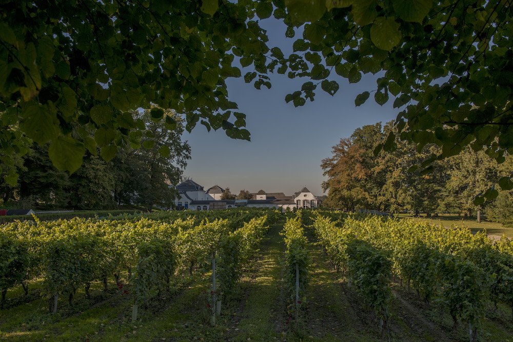 Zuiders Haspengouw: alternatieve zomervakantie in eigen land - Wijnkasteel Genoelselderen