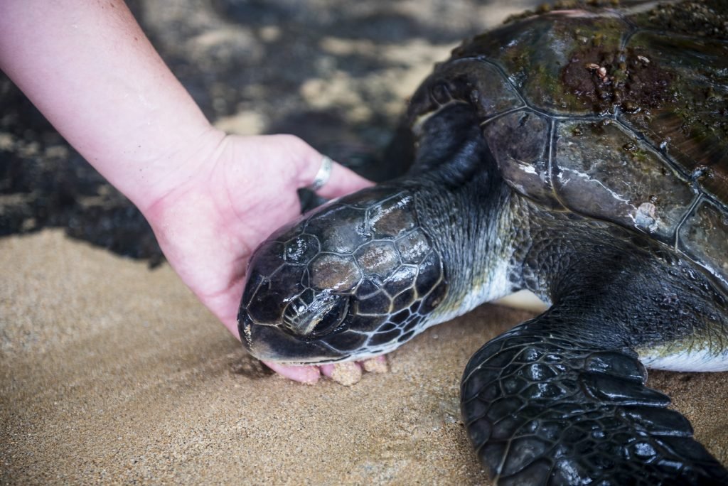 Sao Tomé en Principe - Zieke schildpad Principe